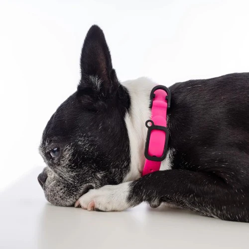 Nuvuq Collier ajustable pour chien, Rose framboise – Image 4