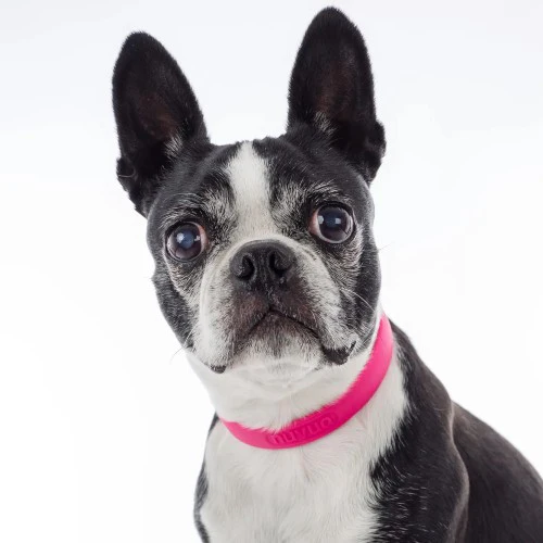 Nuvuq Collier ajustable pour chien, Rose framboise – Image 3