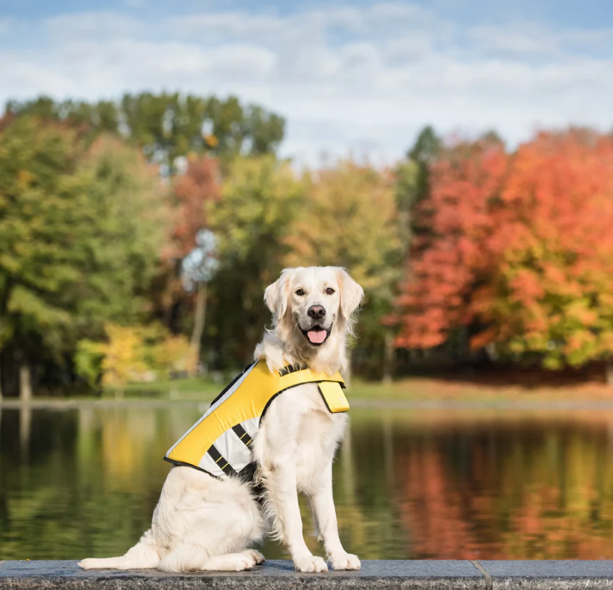 Gilet de sauvetage pour chien (S) - Life Jacket - GF Pet – Image 5